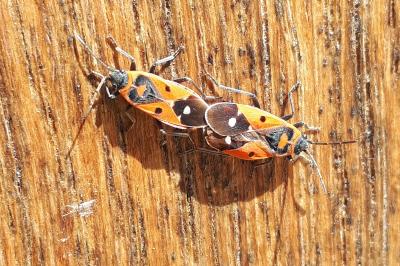<i>Melanocoryphus albomaculatus</i>