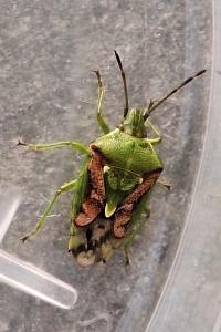 <i>Cyphostethus tristriatus</i>