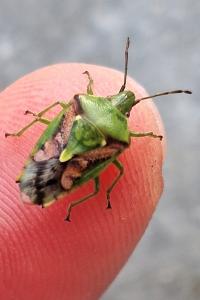 <i>Cyphostethus tristriatus</i>