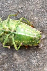 <i>Cyphostethus tristriatus</i>