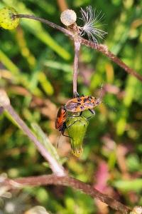 <i>Corizus hyoscyami</i>