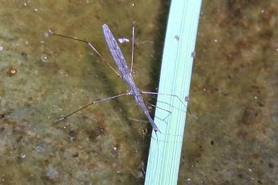 <i>Hydrometra stagnorum</i>