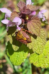 <i>Carpocoris purpureipennis</i>