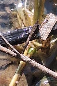 <i>Hydrometra stagnorum</i>