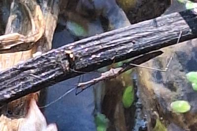 <i>Hydrometra stagnorum</i>