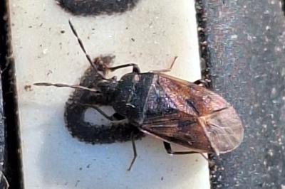 <i>Drymus sylvaticus</i>