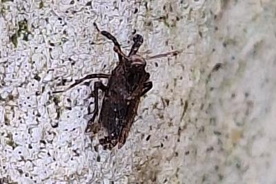 <i>Asiraca clavicornis</i>