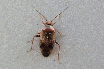 <i>Lygus rugulipennis</i>