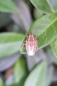 <i>Aelia acuminata</i>