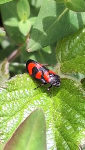 <i>Cercopis vulnerata</i>