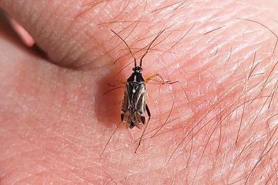 <i>Harpocera thoracica</i>