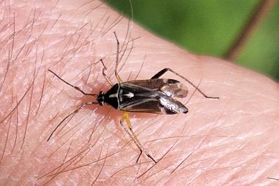 <i>Harpocera thoracica</i>