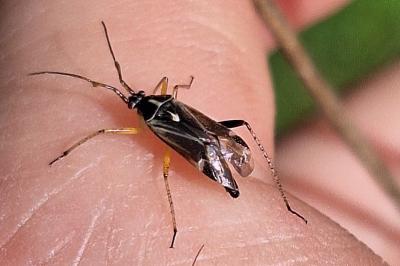 <i>Harpocera thoracica</i>