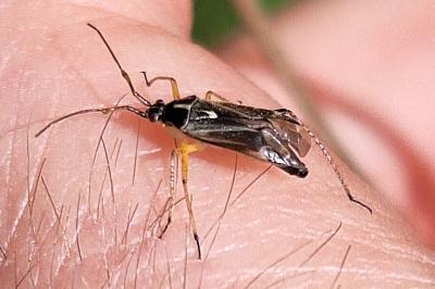 <i>Harpocera thoracica</i>