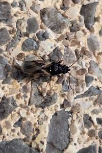 <i>Metopoplax ditomoides</i>