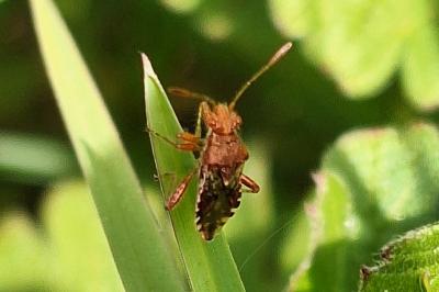 <i>Rhopalus subrufus</i>
