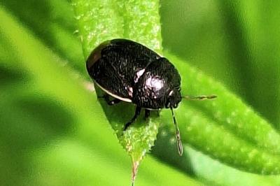 <i>Legnotus limbosus</i>
