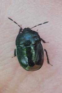 <i>Legnotus limbosus</i>