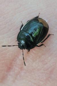<i>Legnotus limbosus</i>