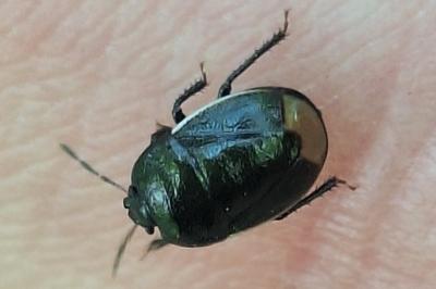 <i>Legnotus limbosus</i>