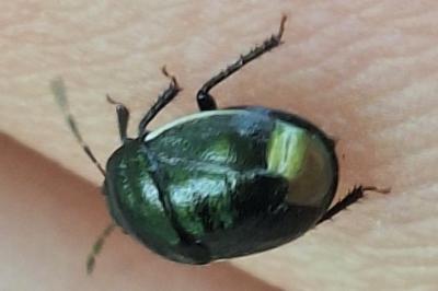 <i>Legnotus limbosus</i>