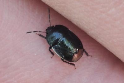 <i>Legnotus limbosus</i>