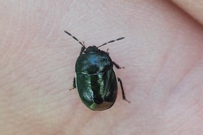 <i>Legnotus limbosus</i>