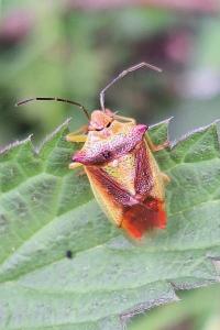 <i>Acanthosoma haemorrhoidale</i>