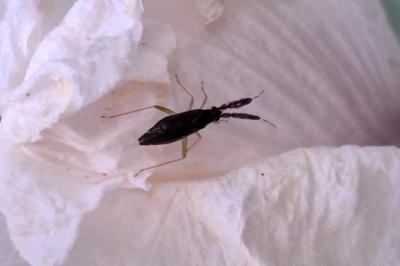 <i>Heterotoma planicornis</i>