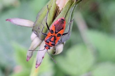 <i>Corizus hyoscyami</i>