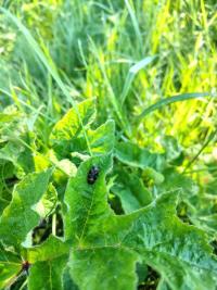 <i>Cercopis intermedia</i>