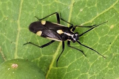 <i>Capsodes sulcatus</i>