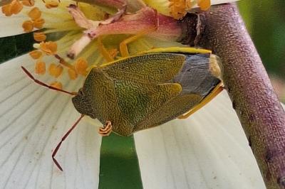 <i>Piezodorus lituratus</i>