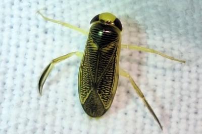 <i>Sigara striata</i>