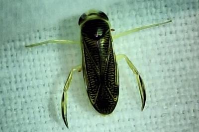 <i>Sigara striata</i>