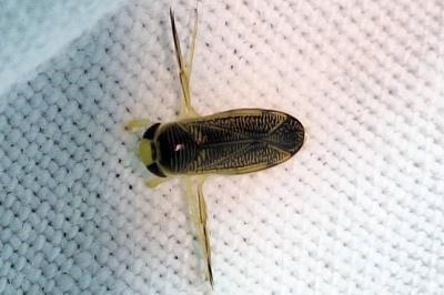 <i>Sigara striata</i>