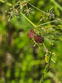 <i>Graphosoma italicum</i>