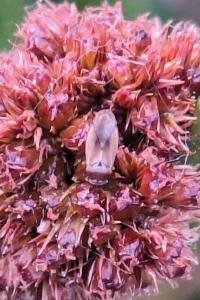 <i>Cymus melanocephalus</i>