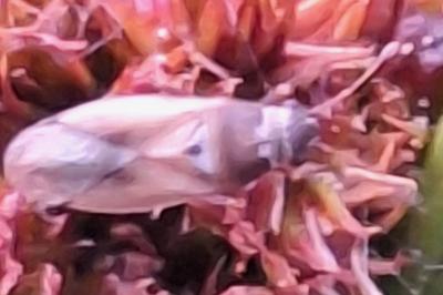 <i>Cymus melanocephalus</i>