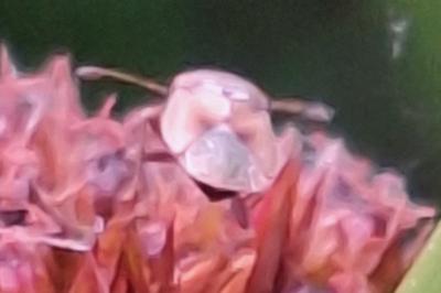 <i>Cymus melanocephalus</i>