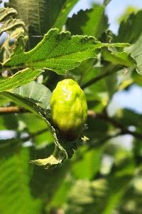 <i>Tetraneura ulmi</i>