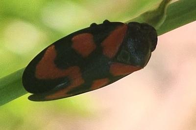 <i>Cercopis vulnerata</i>