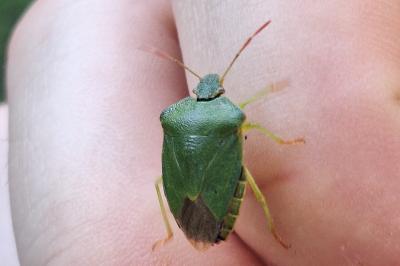 <i>Palomena prasina</i>