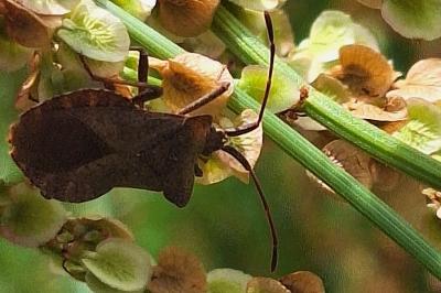 <i>Coreus marginatus</i>