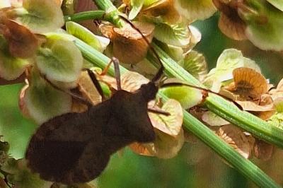 <i>Coreus marginatus</i>