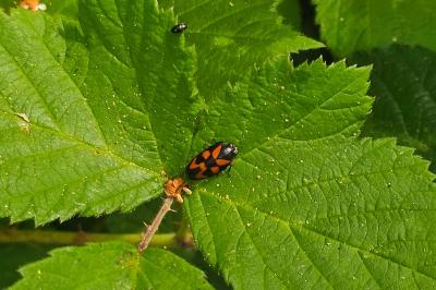 <i>Cercopis vulnerata</i>