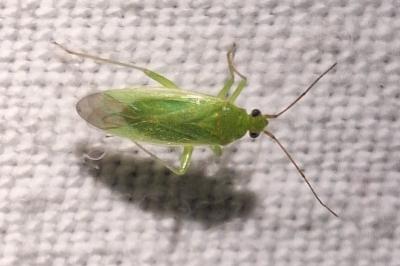 <i>Orthotylus marginalis</i>