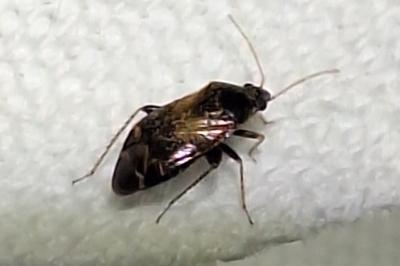 <i>Psallus varians</i>