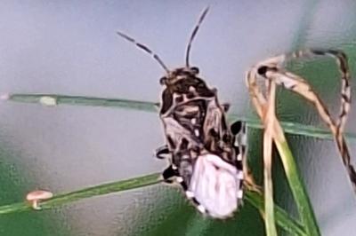 <i>Heterogaster urticae</i>