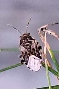 <i>Heterogaster urticae</i>